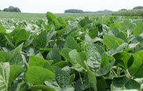Biobased Insulation Case Study